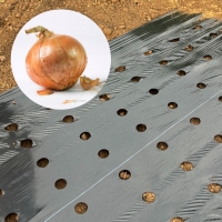 국산 고급형 8구 흑색 양파 비닐 흑색 0.02 X 폭 120 X 길이 200