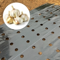 국산 고급형 8구 흑색 마늘 비닐 흑색 0.02 X 폭 120 X 길이 200