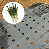 국산 고급형 8구 흑색 쪽파 비닐 흑색 0.02 X 폭 120 X 길이 200