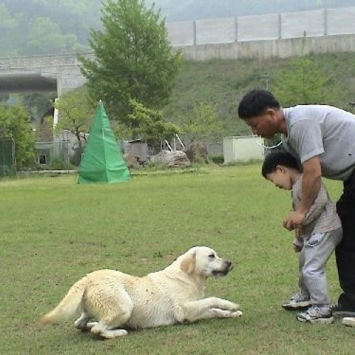 애견훈련학교새롬하우스